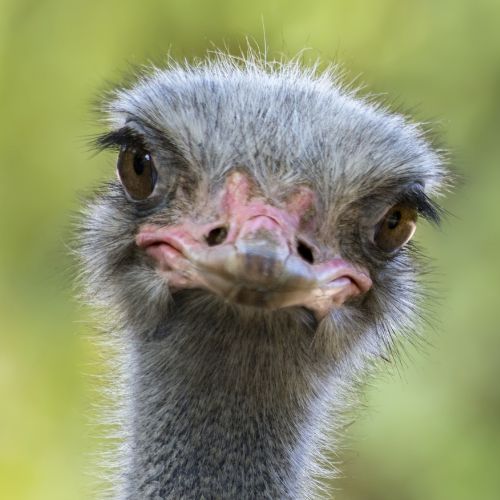 Ostriches
