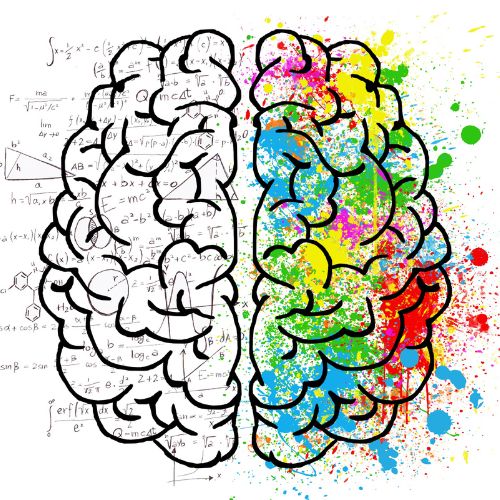 brain sketch