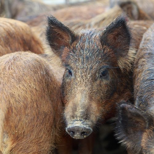 forest pigs