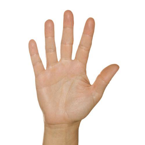 hand model