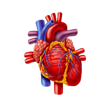 human heart