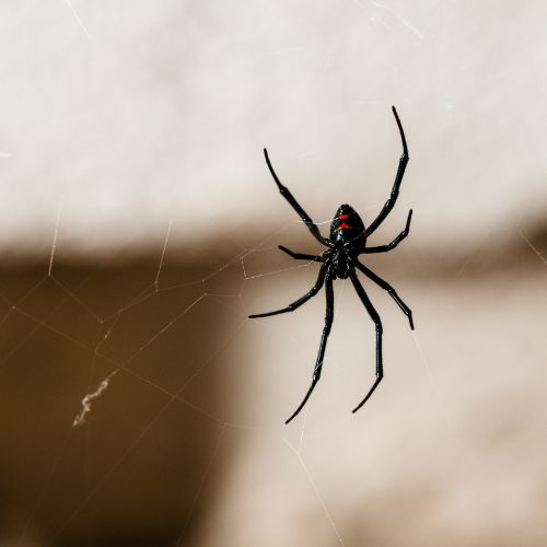 spider