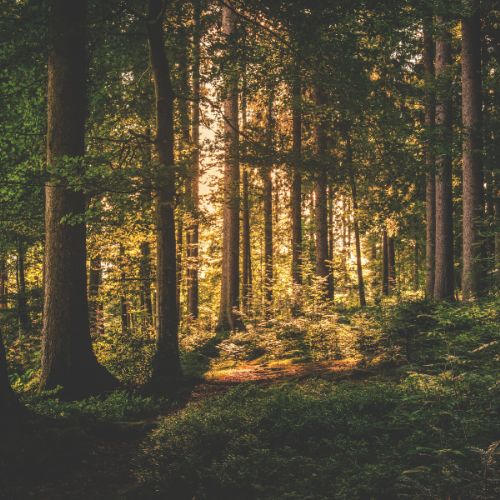 trees