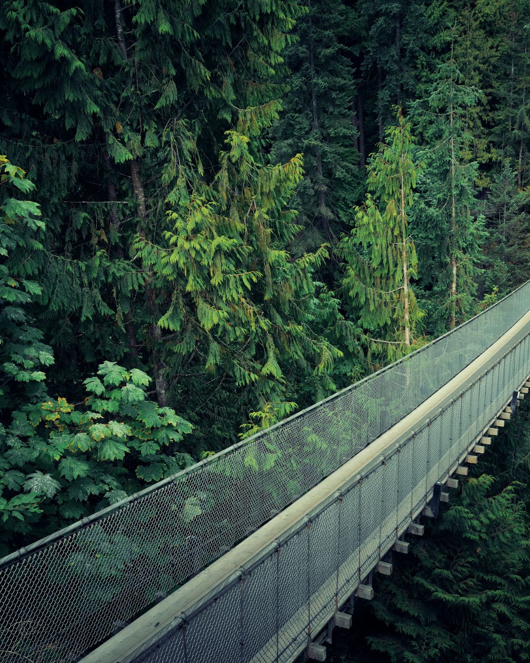 Capilano Suspension Bridge canada
