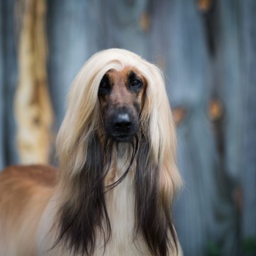 Afghan Hounds