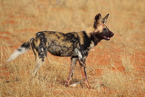 African painted dogs pittsburgh zoo