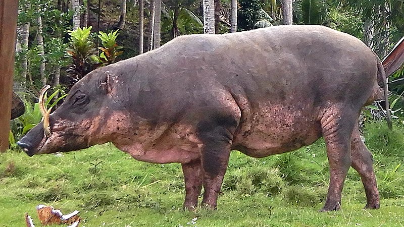 Babirusas