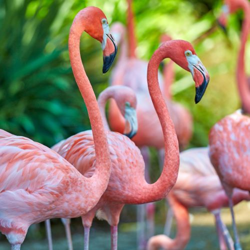 Flamingoes