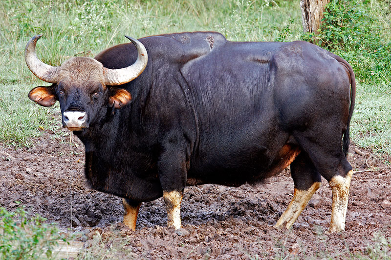 Guar