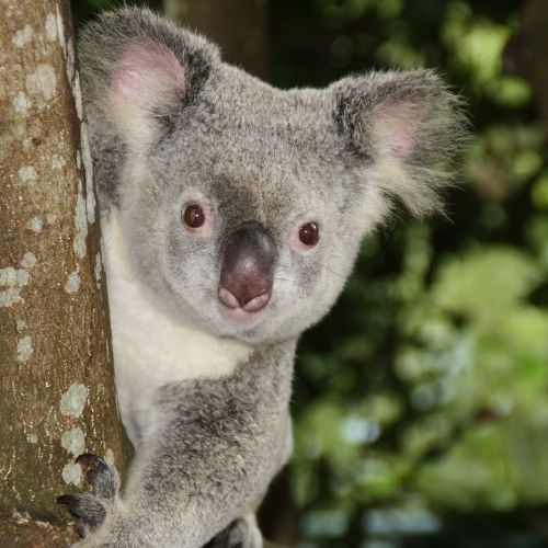 Koalas