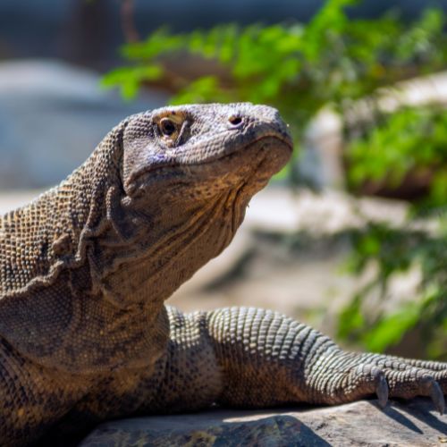 Komodo Dragons