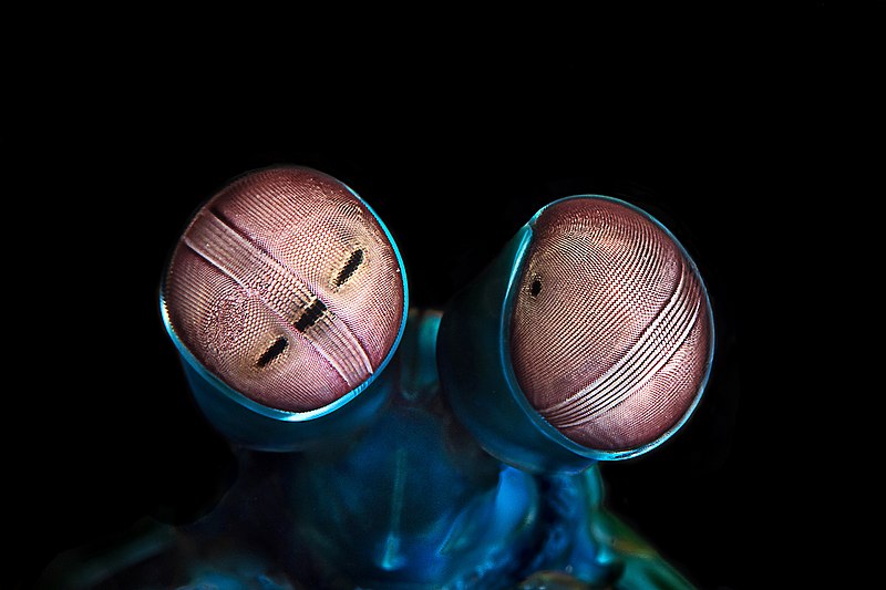 Mantis Shrimp