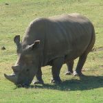 Northern White Rhino