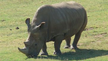 Northern White Rhino