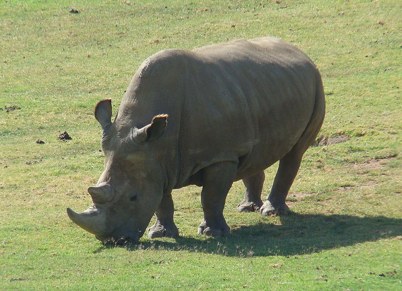 Northern White Rhino