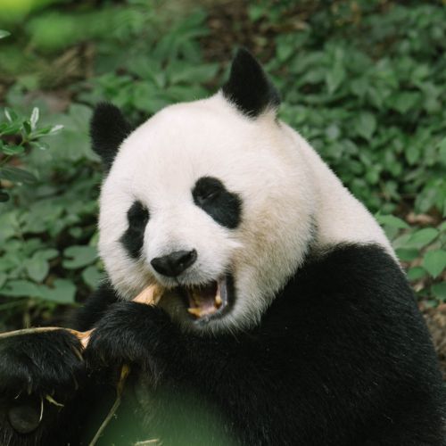 Pandas