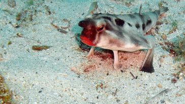 Red-lipped batfish