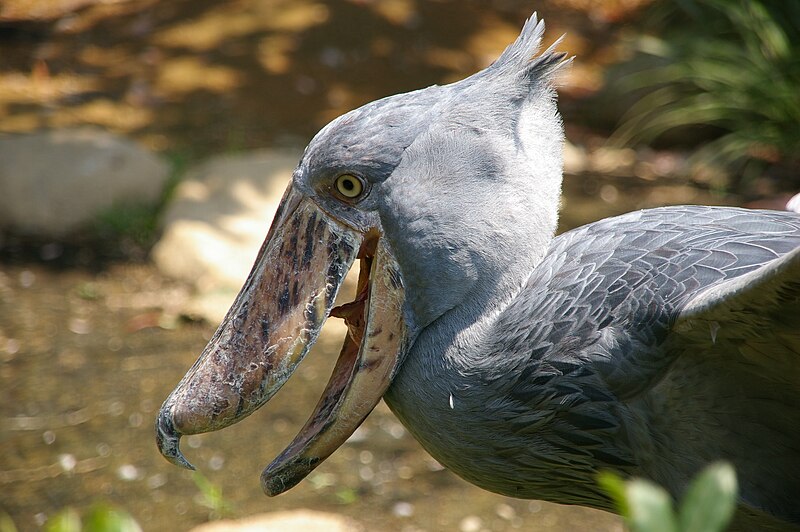 Shoebill Stork