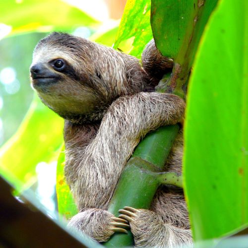 Sloths