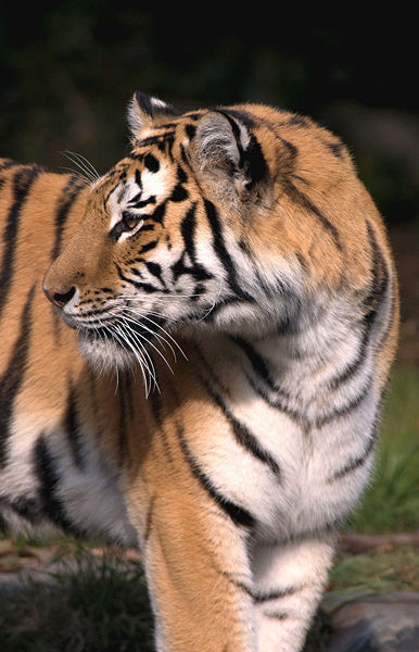 Tatiana tiger