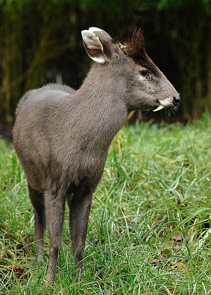 Tufted Deer