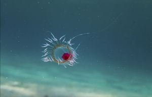 Turritopsis dohrnii jellyfish
