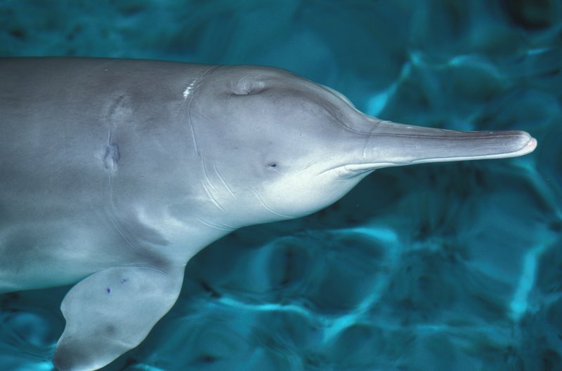 Yangtze River Dolphin