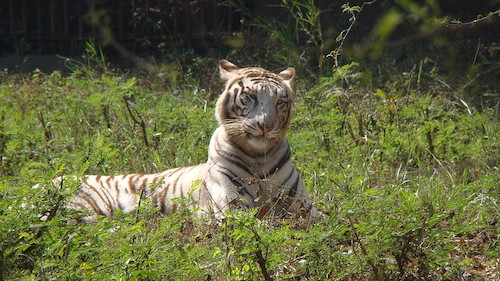 delhi zoo white tiger