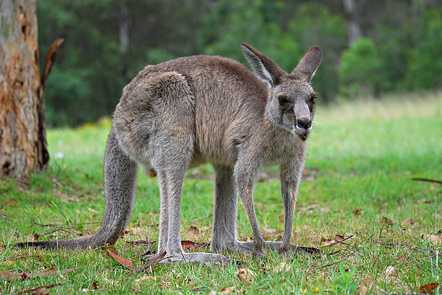 female kangaroos have three vaginas