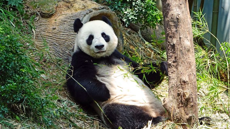 worlds dumbest animals pandas