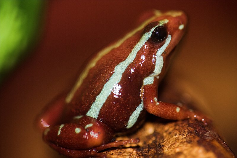 Poison Dart Frog