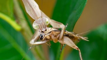 animals with sadistic killing methods