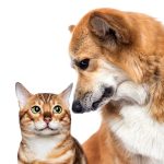 do dogs cats eat owners dead bodies
