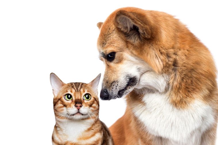 do dogs cats eat owners dead bodies