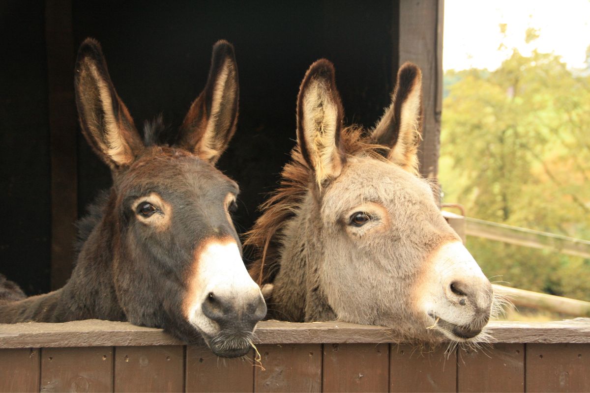 donkeys