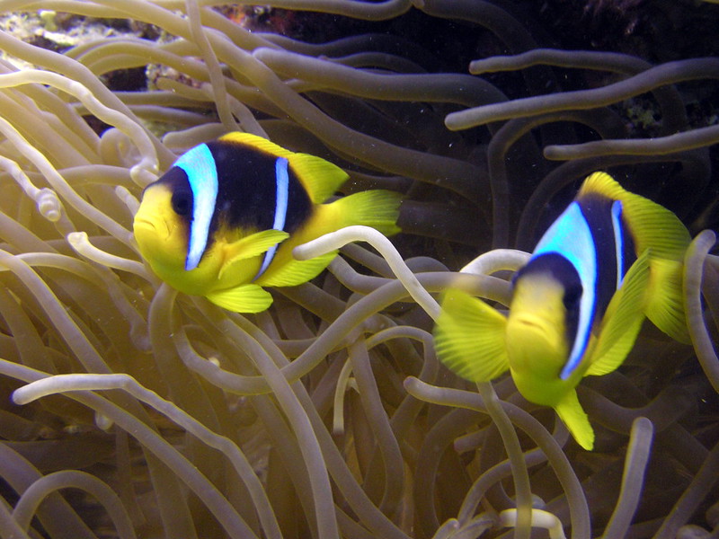 egypt blue hole