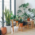 plants can feel