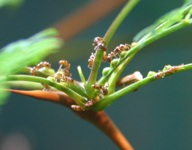 Acacia ants