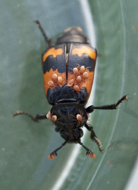 Carrion beetles and mites