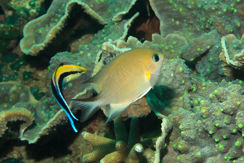 Cleaner wrasses and reef fish