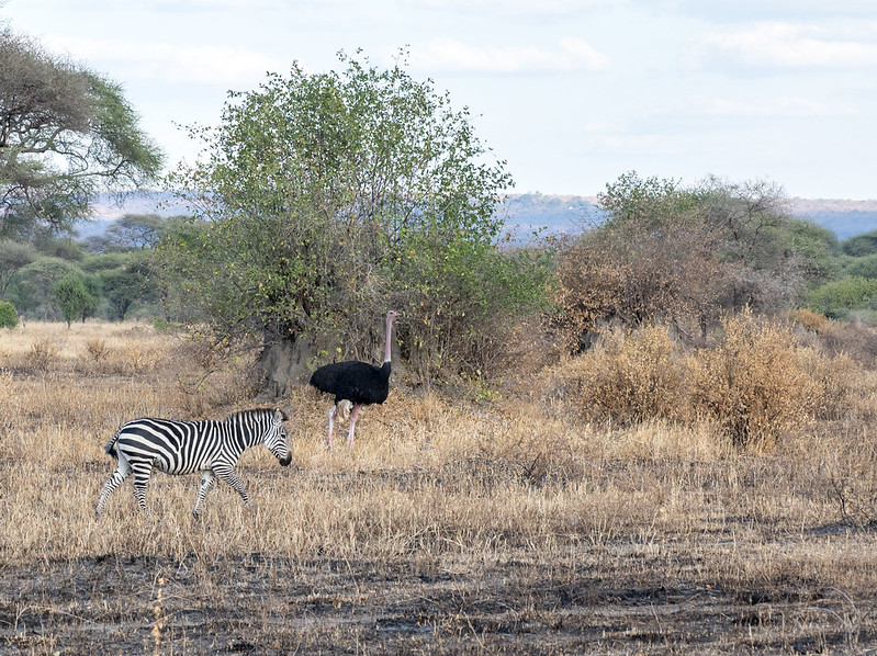 Ostriches and zebras