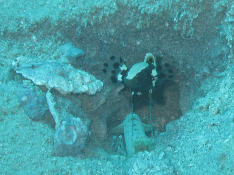 Pistol shrimps and gobies