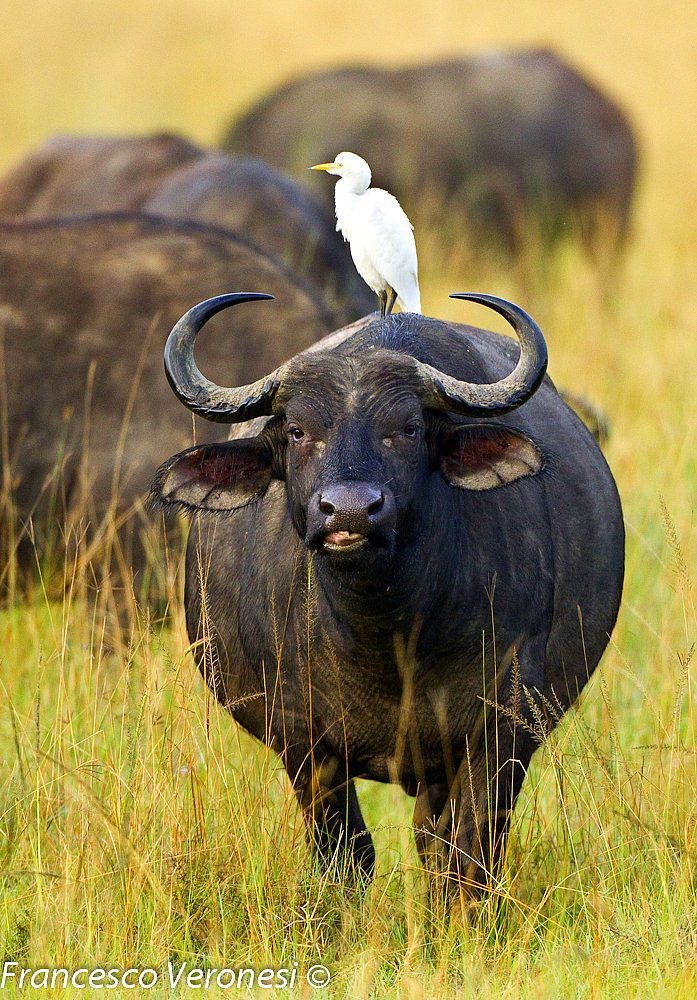 Water buffalo and cattle egret