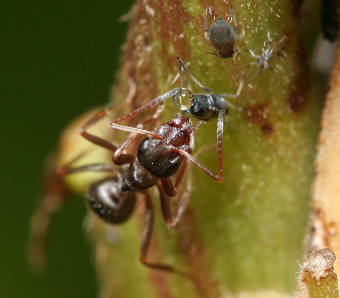 ant feeding on aphid
