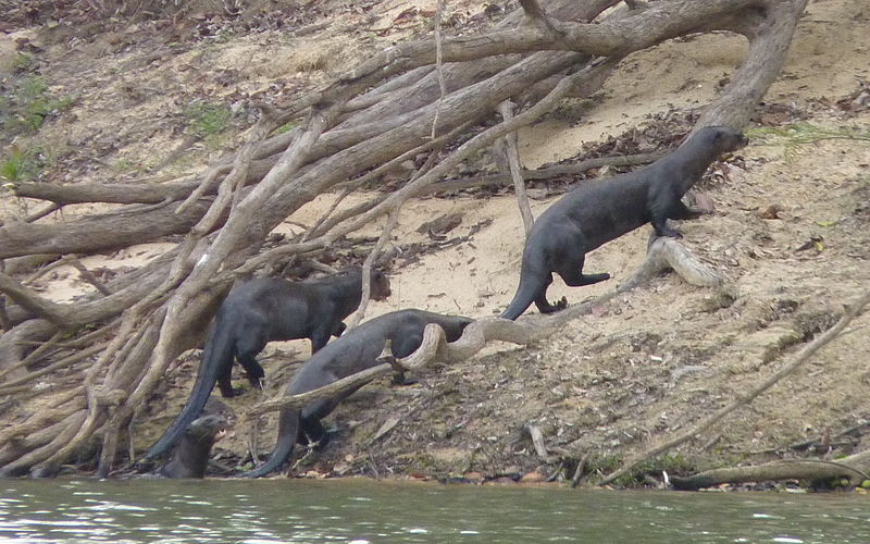 four giant otters