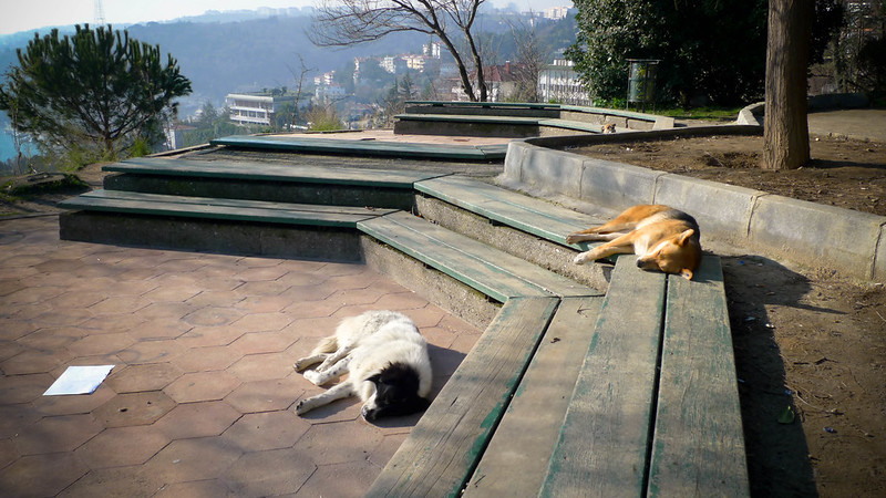 stray dogs istanbul