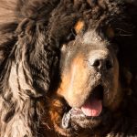 Tibetan Mastiff