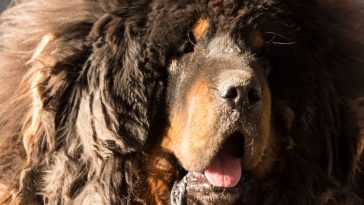 Tibetan Mastiff