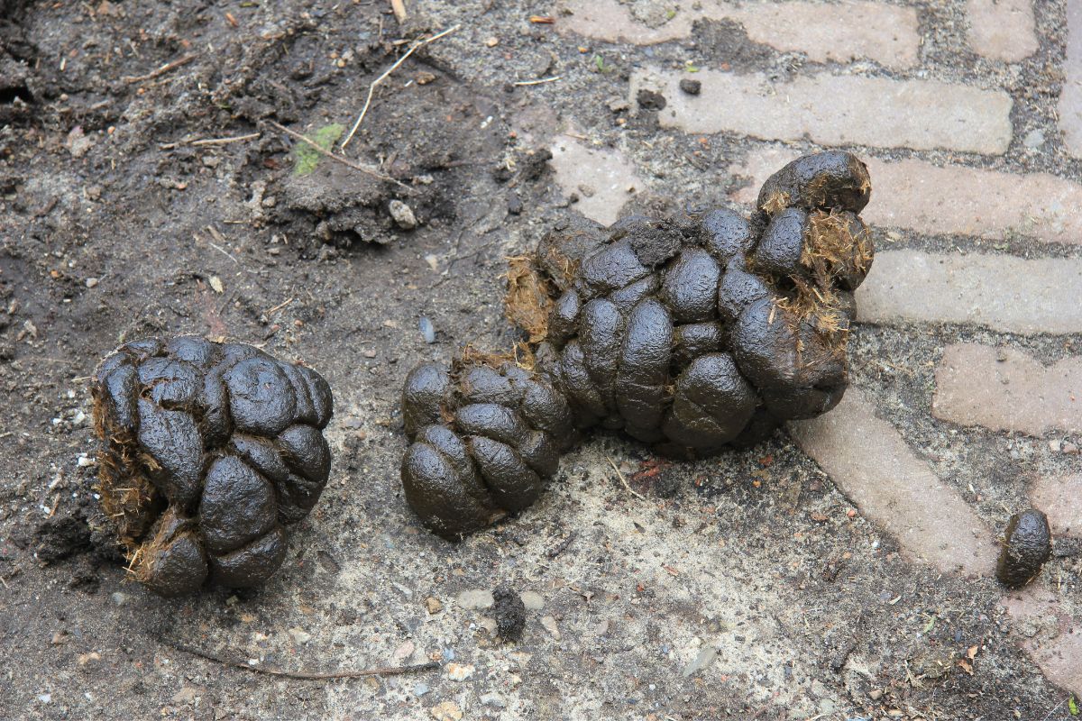 giraffe poop