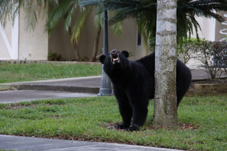 black bear steals halloween candy florida